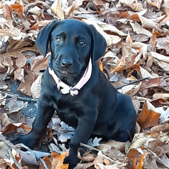 Meet your Posher, Joan - Picture 1 of 1